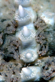   Closeup spiny starfish Marthasterias glacialis. Close-up Close glacialis  